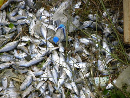 Kasalar dolusu çinokopu katlettiler - Resim: 3