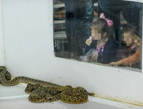 Böyle festival sadece ABD'de olur! Çıngıraklı yılanları toplayıp... - Resim: 3