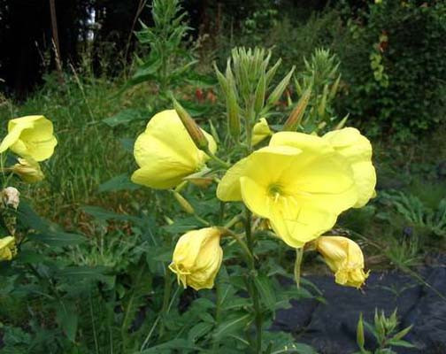 Sizinde tüyleriniz diken diken olacak! - Resim: 1