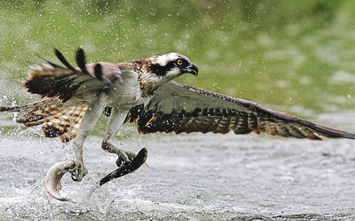 Kartal avını affetmedi ve böyle saldırdı - Resim: 2