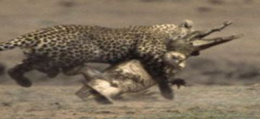 Doğanın vahşileri böyle kapıştı - Resim: 2