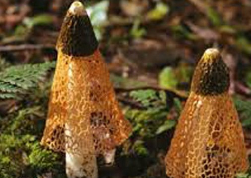 Bu mantarı koklayan anında orgazm oluyor!  - Resim: 2