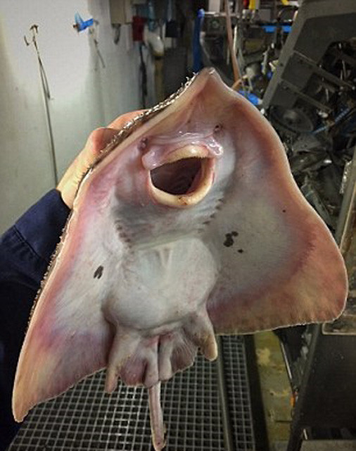 Denizde yakalayıp sosyal medyada paylaştı sonrasında olanlar oldu - Resim: 4