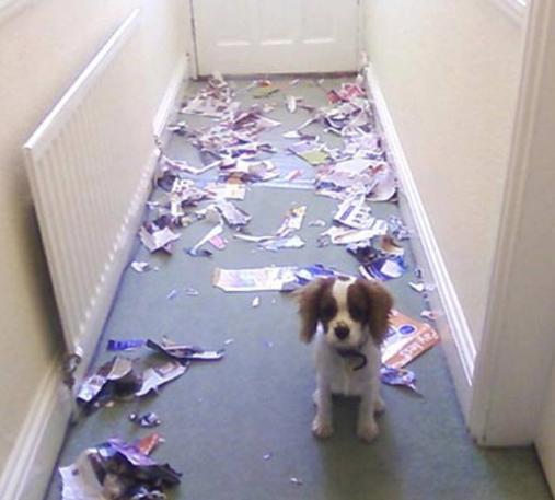 Suçüstü yakalanan hayvanların şaşkın bakışları - Resim: 3