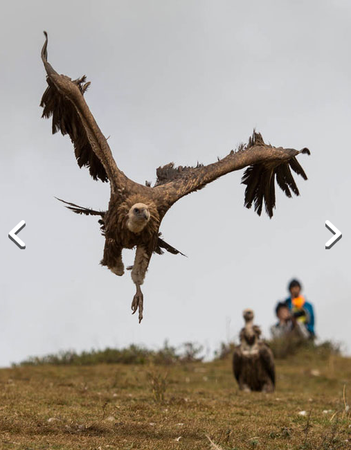 İnanılmaz gelenek! Ölülerini akbabalara yem ediyorlar... - Resim: 1