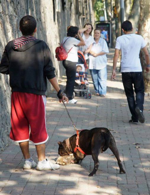 Pitbull, kediyi böyle parçaladı - Resim: 3