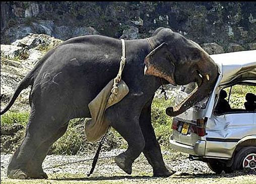 İnanması zor ama bu kazalar gerçek - Resim: 1