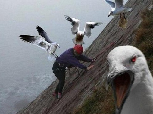 Hayvanlar insanlara böyle saldırdı - Resim: 2