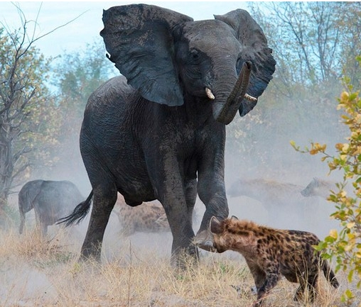 Anne fil sırtlanlara böyle saldırdı - Resim: 2