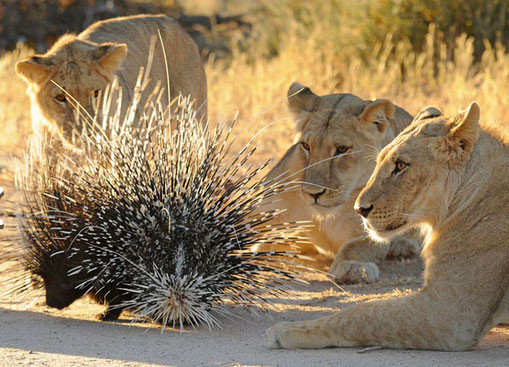 Yavru aslanların avı kirpi olunca... - Resim: 2