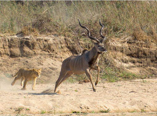 Vahşi av saniye saniye görüntülendi - Resim: 2