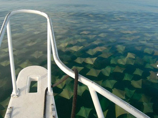 İşte müthiş büyük göç anı - Resim: 1