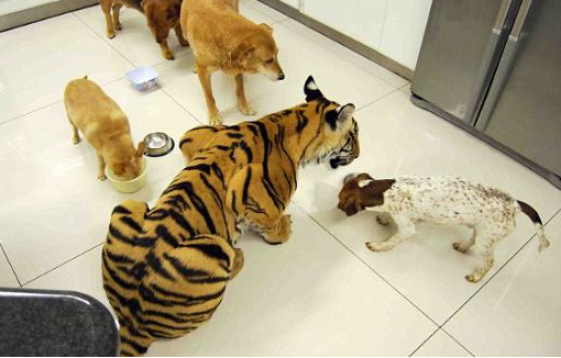 170 kiloluk kedisiyle aynı yatakta - Resim: 2