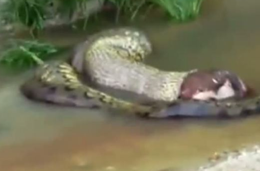 Dev yılan koca ineği böyle yuttu - Resim: 2