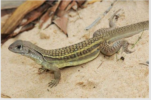 2010'un en tuhaf hayvanları!  - Resim: 2