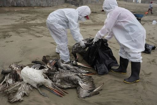 Dünyada panik yaratan haber: Kuş gribi mutasyona uğradı! Daha ölümcül ve bulaşıcı... - Resim: 2