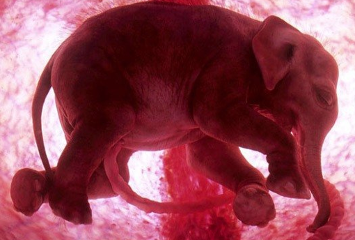 Anne karnında böyle görüntülendiler - Resim: 2