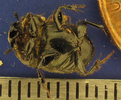 En güçlü böcek - Resim: 2