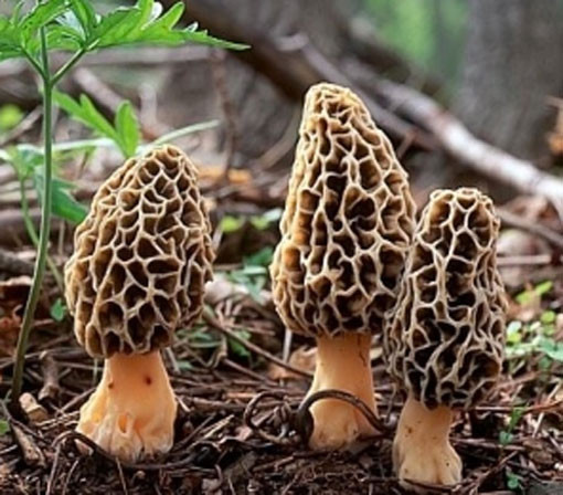 Kuzu Göbeği Mantarı faydaları şaşırtıcı - Resim: 1