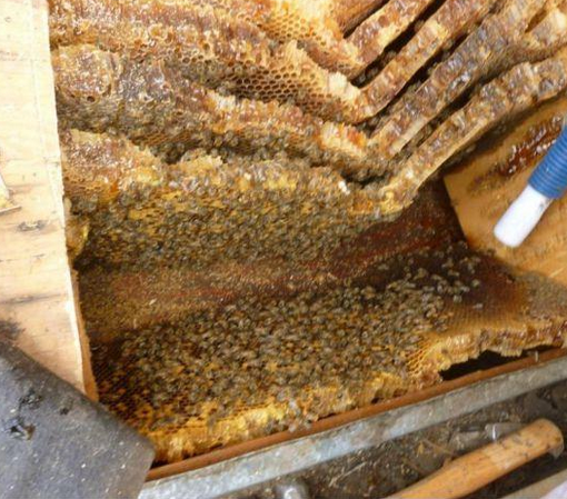 Çatı örtüsünün altından bakın ne çıktı - Resim: 4