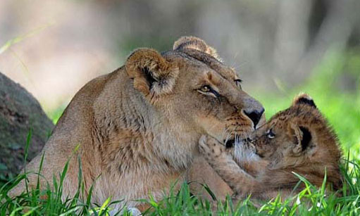 Hayvanlar aleminin en tatlı anneleri - Resim: 3