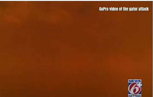 Ava giderken av oluyordu! Kafa derisinden ve elinden ısırıldı kanlar içinde kaldı - Resim: 0