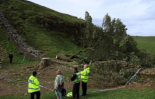 Robin Hood filmiyle ünlenmişti! 16 yaşındaki çocuk İngiltere'nin simge ağacını kesti - Resim: 0