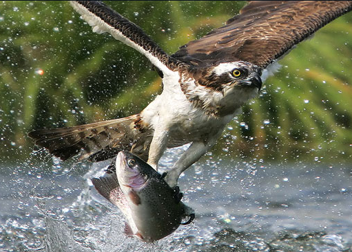 Kartal avını affetmedi ve böyle saldırdı - Resim: 4