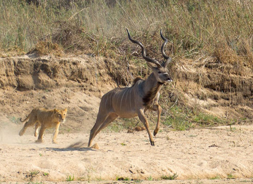Vahşi av saniye saniye görüntülendi - Resim: 1