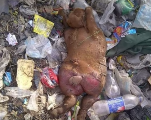 Akıllara zarar! Çöpte buldular görenler küçük dilini yuttu - Resim: 2