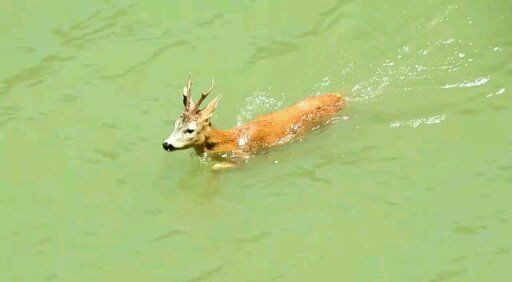 Nesli tükeniyor! Barajda yüzen karaca böyle görüntülendi! - Resim: 4