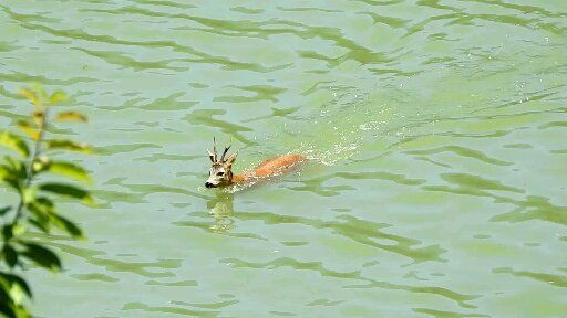 Nesli tükeniyor! Barajda yüzen karaca böyle görüntülendi! - Resim: 3