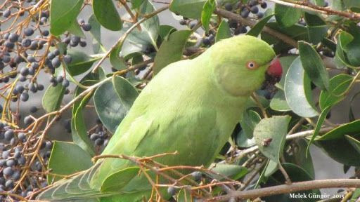 Kamyonet devrilince İstanbul'u istila ettiler! Uzmanların açıklaması endişe verici - Resim: 3