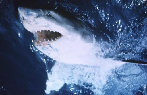 Sinema tarihinin en korkunç filmleri - Resim: 4