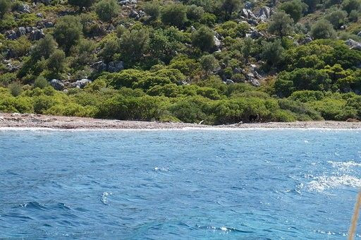 Marmaris Koca Ada'daki eşek esrarı! Tekneleri görünce anırıyordu - Resim: 1