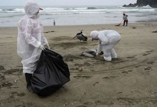 Dünyada panik yaratan haber: Kuş gribi mutasyona uğradı! Daha ölümcül ve bulaşıcı... - Resim: 4