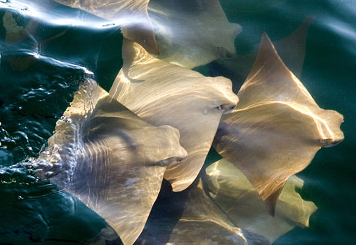 İşte müthiş büyük göç anı - Resim: 4