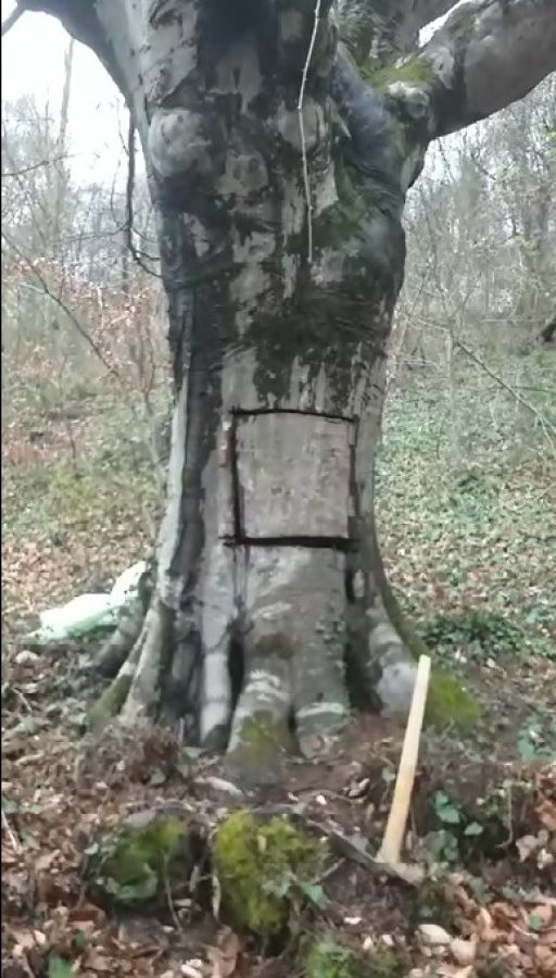 Samsun'daki şahıs koronavirüsten korunmak için 400 yıllık ağacı oydu - Resim: 1