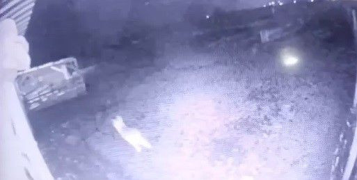 Kurt ahıra girdi koyunlara böyle saldırdı kuzuyu alıp kaçma anları güvenlik kamerasında - Resim: 4
