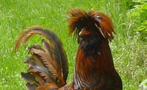 Yurdum insanından kahkaha bombaları - Resim: 4