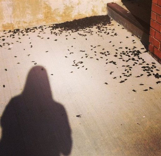 Bu şehirde cırcır böceği istilası var! - Resim: 2