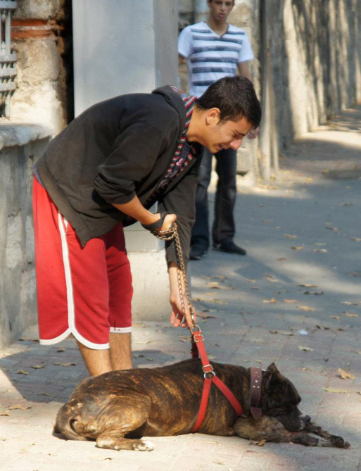 Pitbull, kediyi böyle parçaladı - Resim: 2