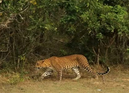 Doğanın vahşileri böyle kapıştı - Resim: 3