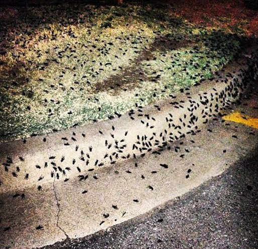 Bu şehirde cırcır böceği istilası var! - Resim: 1