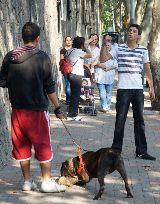 Pitbull, kediyi böyle parçaladı - Resim: 1