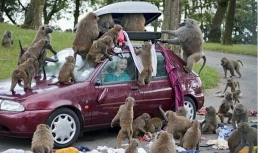 Hayvanlar insanlara böyle saldırdı - Resim: 3