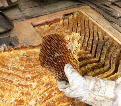 Çatı örtüsünün altından bakın ne çıktı - Resim: 3