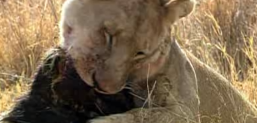 Doğanın vahşileri böyle avlanıyor - Resim: 2