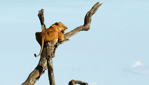 Aslan korkudan ağaca tırmandı - Resim: 4