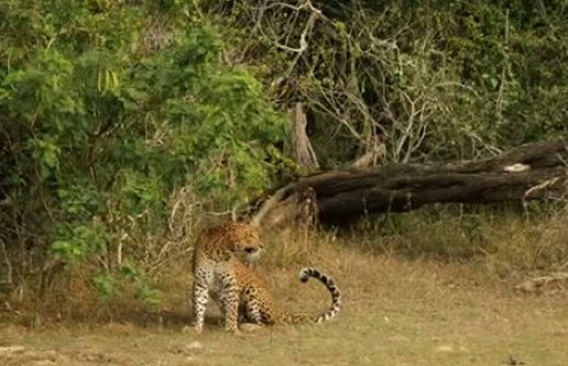 Doğanın vahşileri böyle kapıştı - Resim: 4
